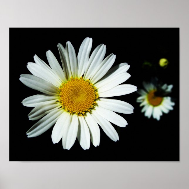 Poster Fleur marguerite (Devant)