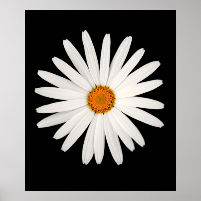 Poster Fleur marguerite (Devant)
