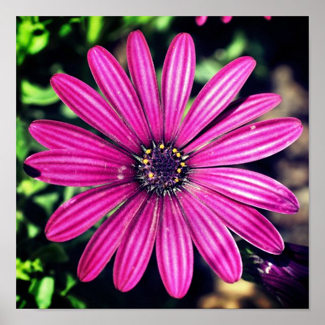 Poster Fleur marguerite africaine violet simple (Devant)