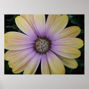 Poster Fleur marguerite jaune et violet