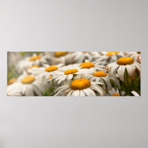 Poster Fleur - Marguerite - Pas tout à fait fraîche comme