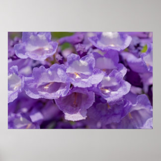 Poster Fleur Mesquite