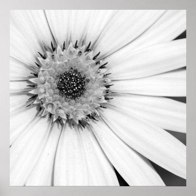 Poster Fleur monochrome de marguerite africaine (Devant)