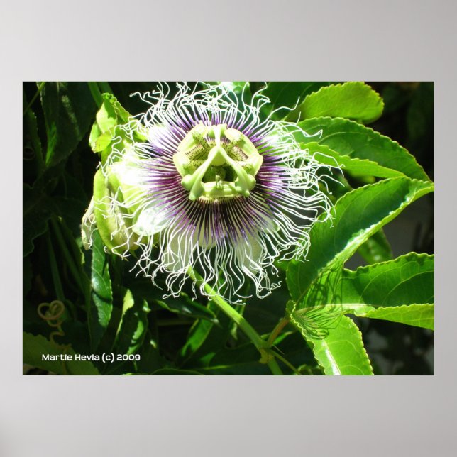 Poster Fleur Monster (Devant)