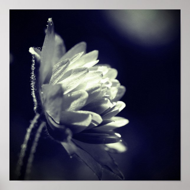 Poster Fleur Noir Et Blanc Au Soleil (Devant)