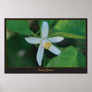 Poster Fleur orange