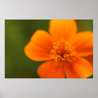 Poster Fleur orange