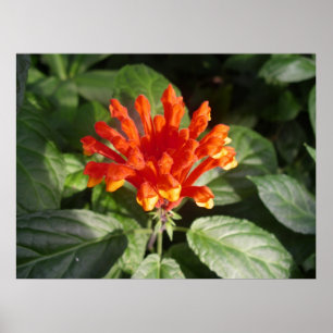 Poster fleur orange 02