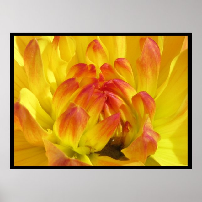 Poster Fleur orange jaune (Devant)