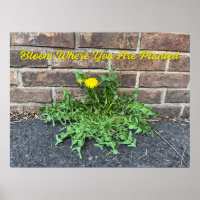 Fleur Où Vous Avez Planté Dandelion