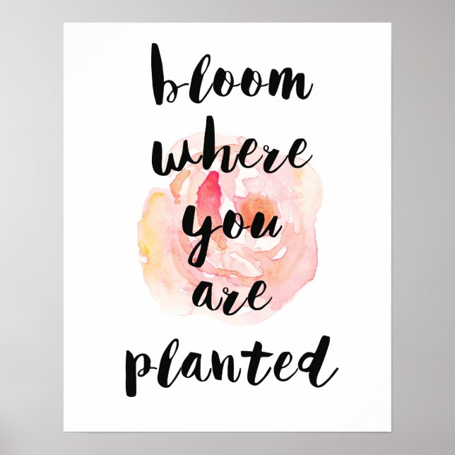 Poster Fleur où vous avez planté Rose aquarelle (Devant)