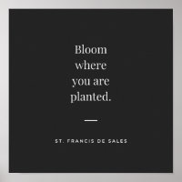 Fleur où vous avez planté St Francis de Sales