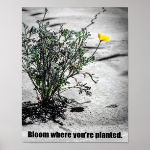 Poster Fleur où vous êtes planté
