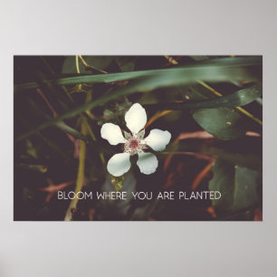 Poster Fleur Où vous êtes planté