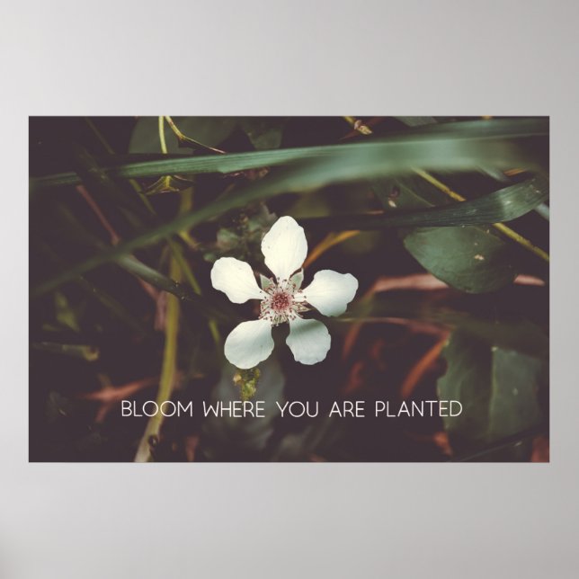 Poster Fleur Où vous êtes planté (Devant)