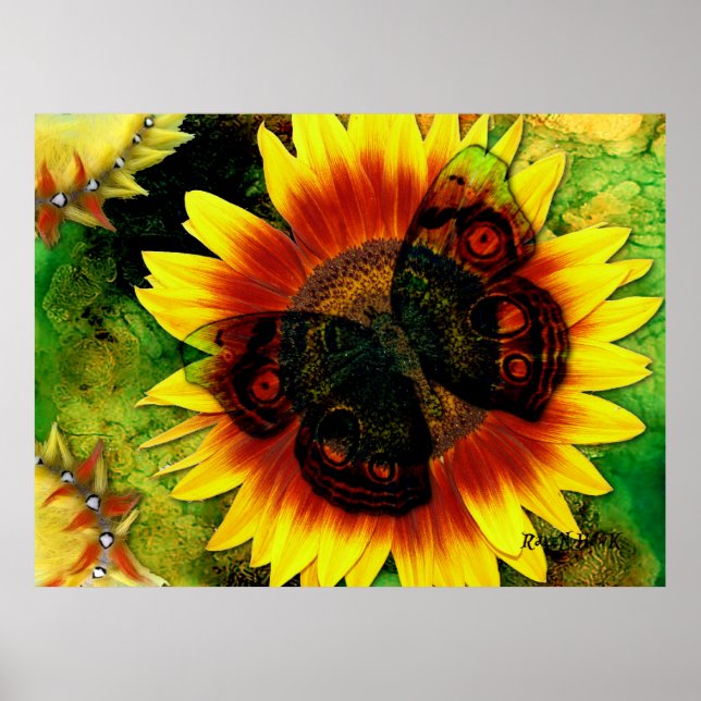 Poster Fleur papillon (Devant)