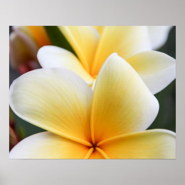 Poster Fleur Plumeria Jaune Frangipani Design Floral (Devant)