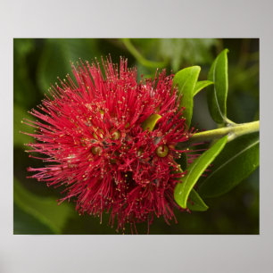 Poster Fleur Pohutukawa, Dunedin