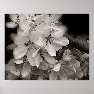 Poster Fleur Pomme Ressort Fleur En Noir Et Blanc