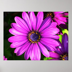 Poster Fleur pourpre