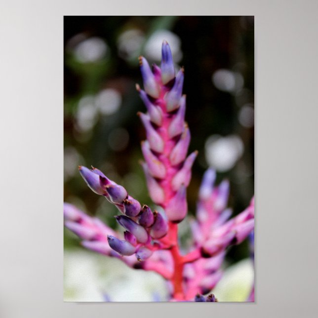 Poster Fleur pourpre (Devant)