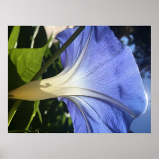 Poster Fleur pourpre