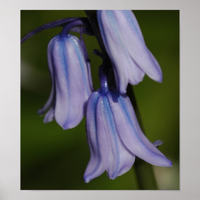 Poster Fleur pourpre (Devant)