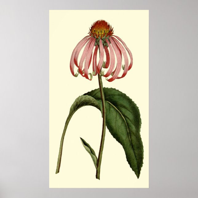 Poster Fleur pourpre de Rubibeckia (Devant)