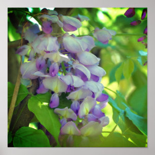 Poster Fleur Purple Wisteria