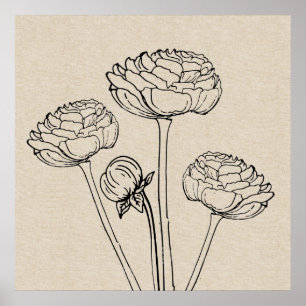 Poster Fleur Ranunculus Dessin