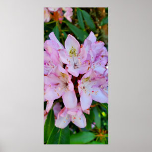 Poster Fleur Rhododendron rose