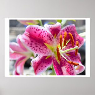 Poster Fleur rose