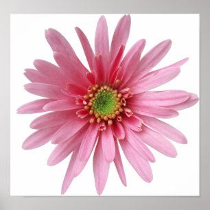 Poster Fleur rose