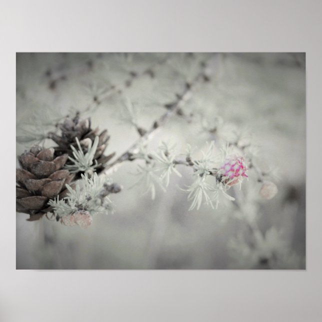 Poster Fleur rose à Larch Noir et Blanc (Devant)