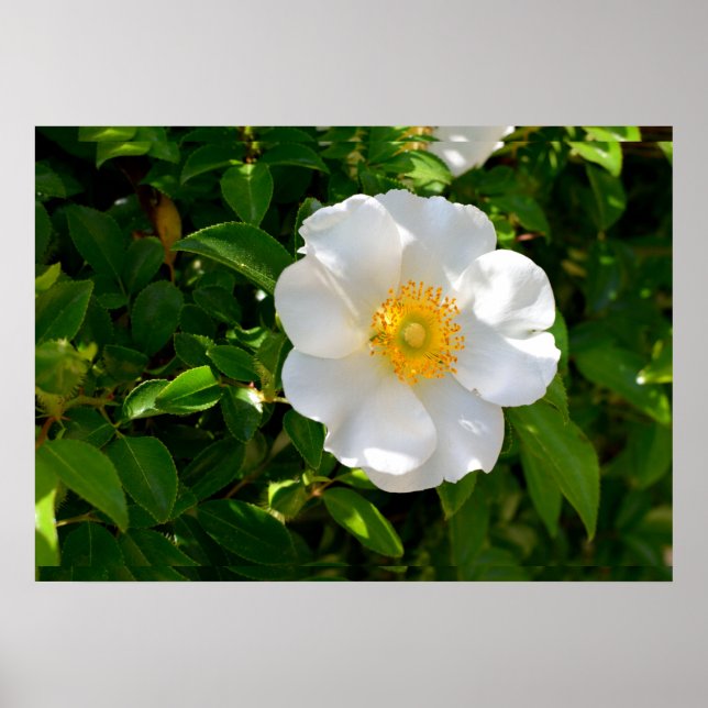Poster Fleur Rose Cherokee (Devant)