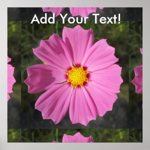 Poster Fleur rose Cosmos