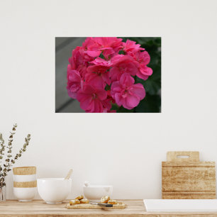 Poster Fleur rose de géranium