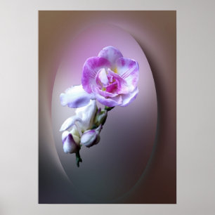 Poster fleur rose frénésie