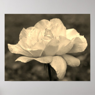Poster Fleur Rose paradisiaque À Sepia Tint