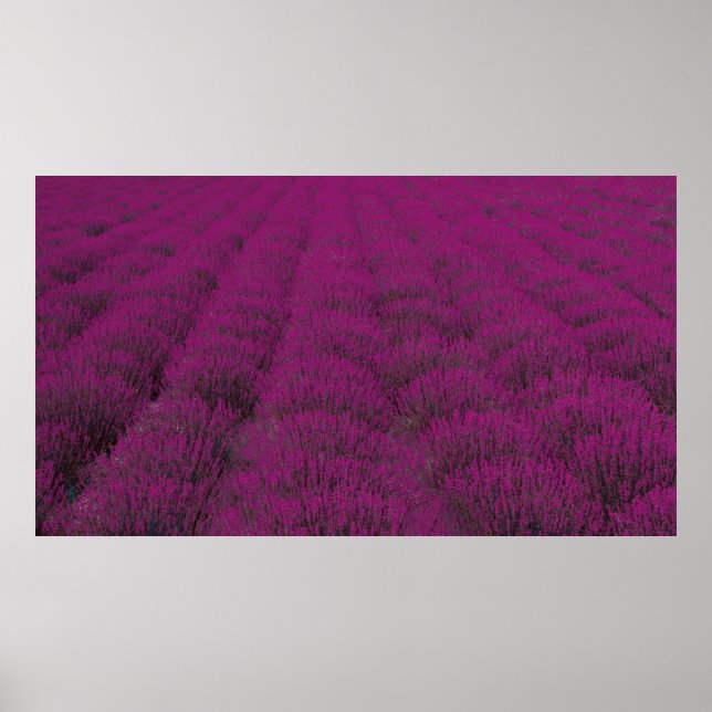 Poster Fleur rose pétée (Devant)