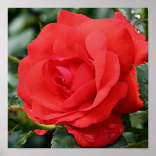 Poster Fleur Rose Rouge En Fleur Avec Raindrops