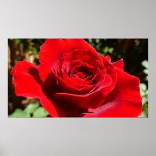 Poster Fleur rose rouge vif Belle florale