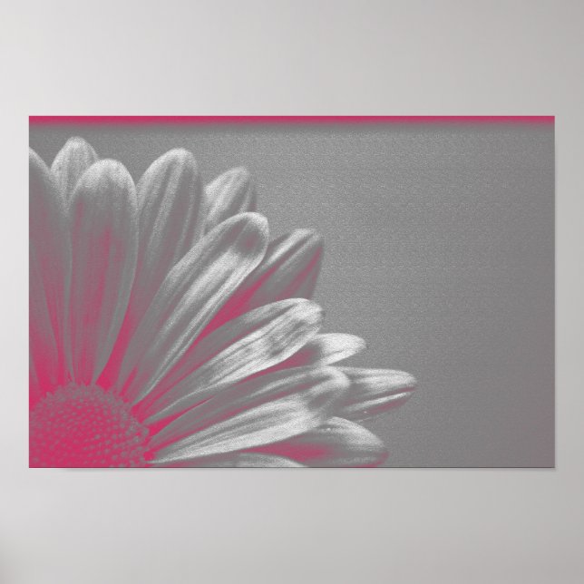 Poster Fleur rose surlignée (Devant)