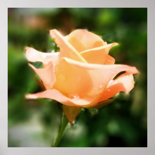 Poster Fleur Rose vintage (Devant)