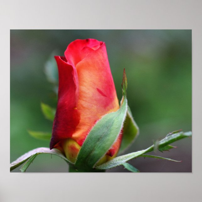 Poster Fleur Rosebud Rouge Avec Points Forts Jaunes (Devant)