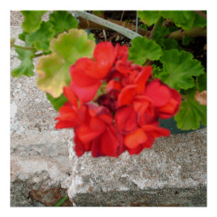 Poster fleur rouge 