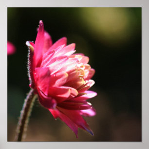 Poster Fleur Rouge Au Soleil Près
