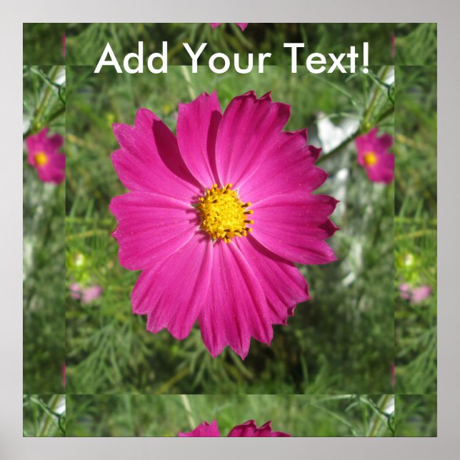 Poster Fleur rouge Cosmos (Devant)