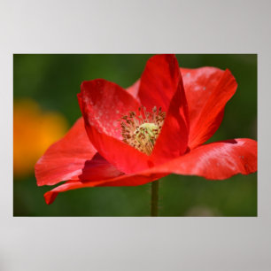 Poster Fleur rouge de pavot d'Islande