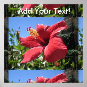 Poster Fleur rouge Hibiscus